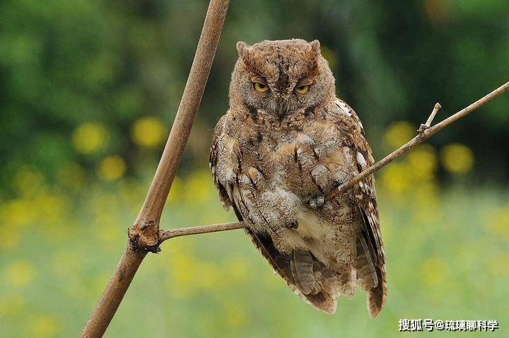 九游体育平台-关于约阿维尔战平洛里昂，积分悽慘继续领霸的信息